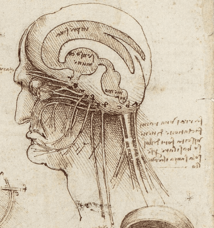 Hass im Hirn – rund um die Amygdala